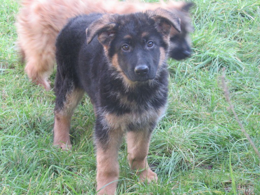 des Malicieux Germéco - chiots de lanaya