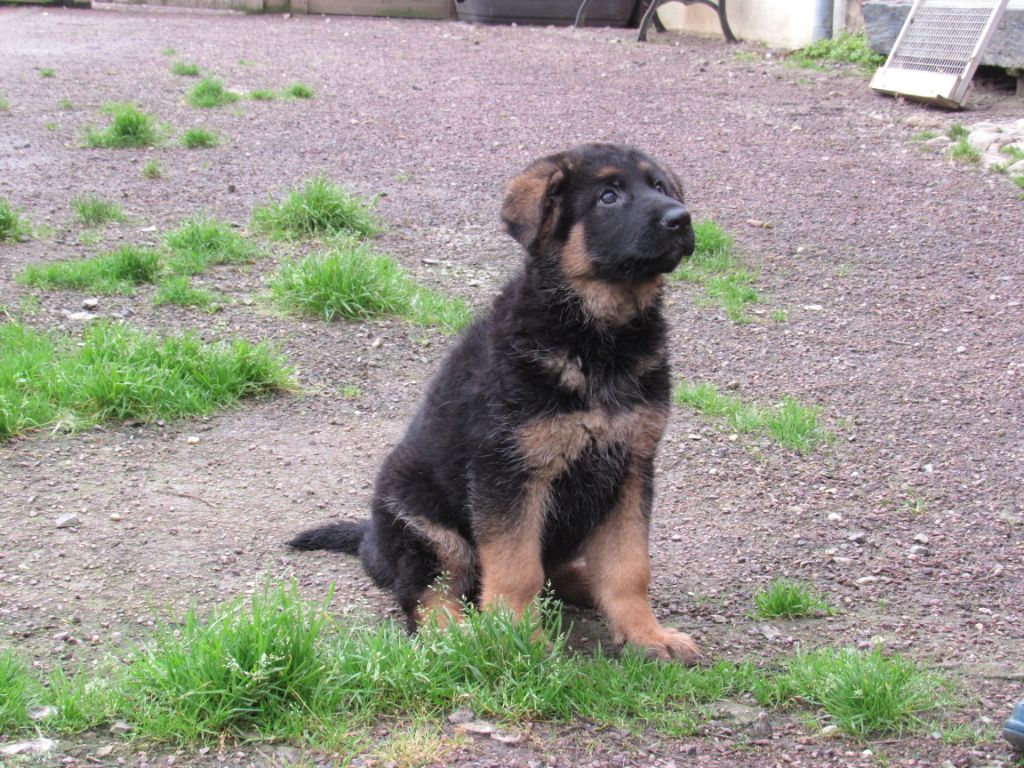 des Malicieux Germéco - chiots berger allemand a vendre