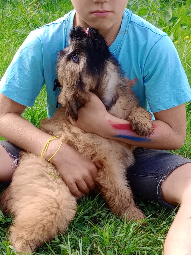 des Malicieux Germéco - chiots berger des pyrenees