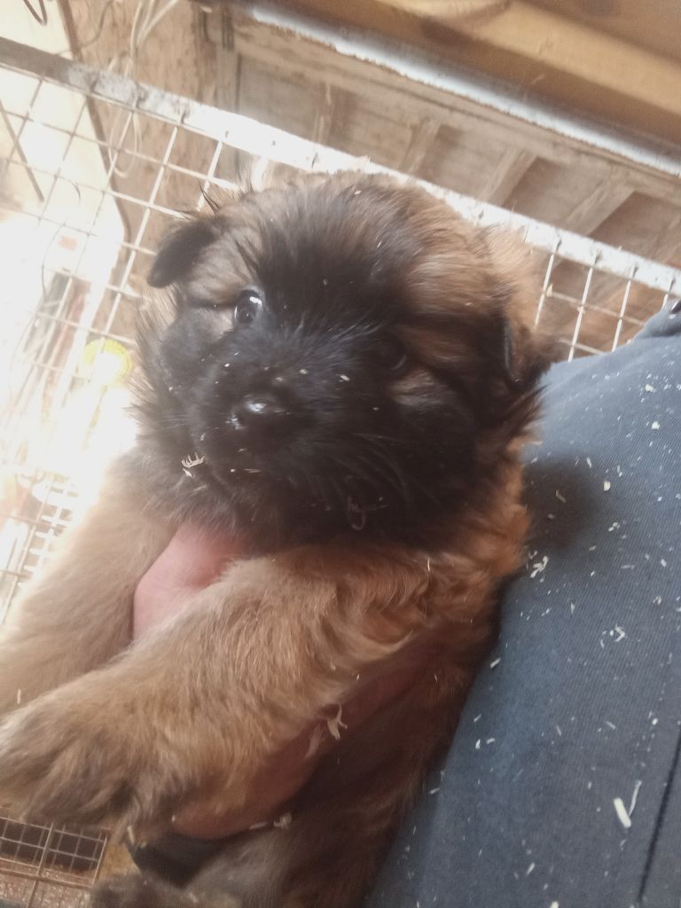 des Malicieux Germéco - Chiot disponible  - Berger des Pyrenees à poil long