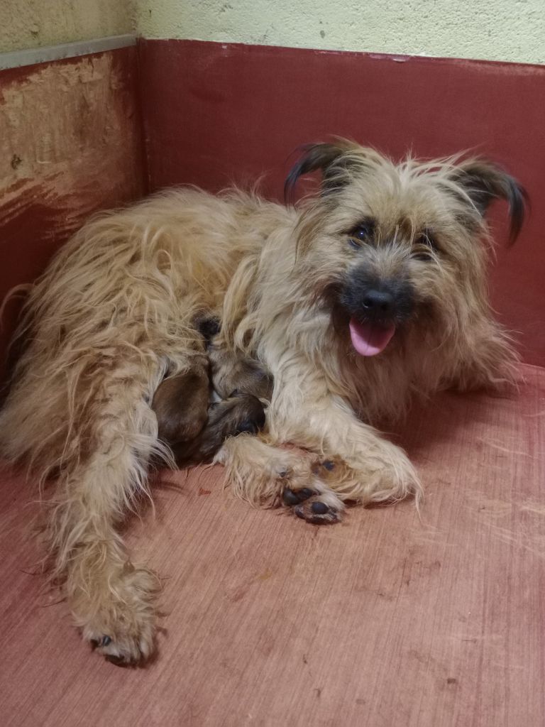 chiot Berger des Pyrenees à poil long des Malicieux Germéco