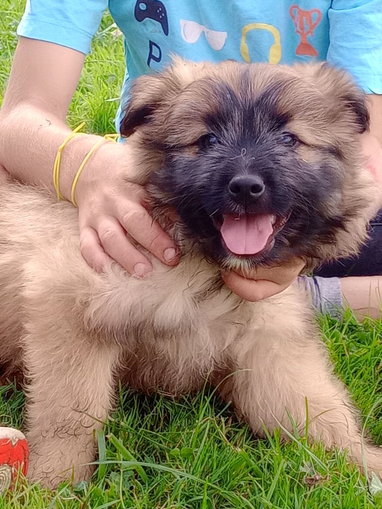 des Malicieux Germéco - Chiot disponible  - Berger des Pyrenees à poil long