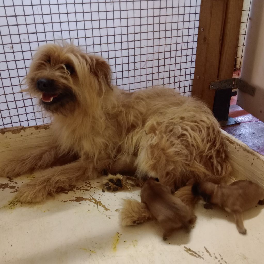 chiot Berger des Pyrenees à poil long des Malicieux Germéco