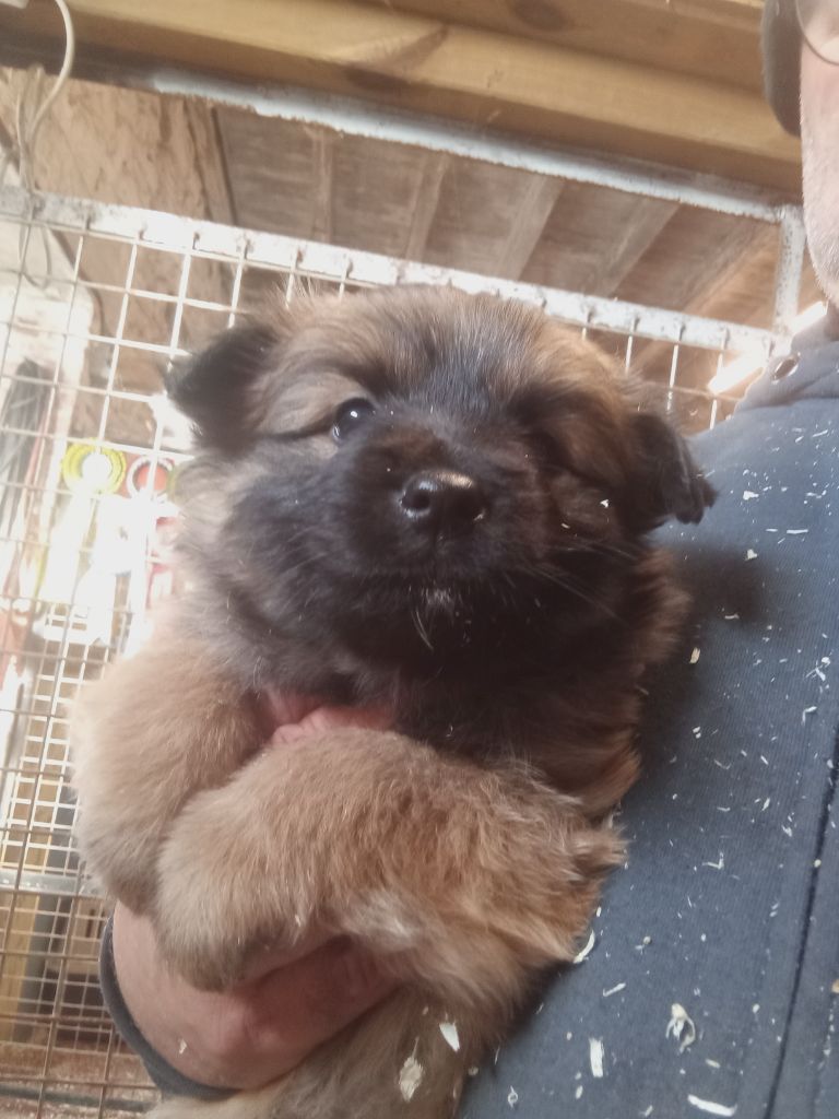 des Malicieux Germéco - Chiot disponible  - Berger des Pyrenees à poil long