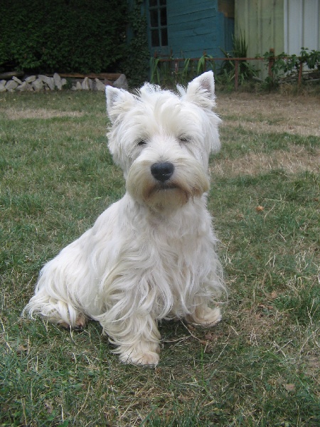 Twiggy du Clos de la Monnerie
