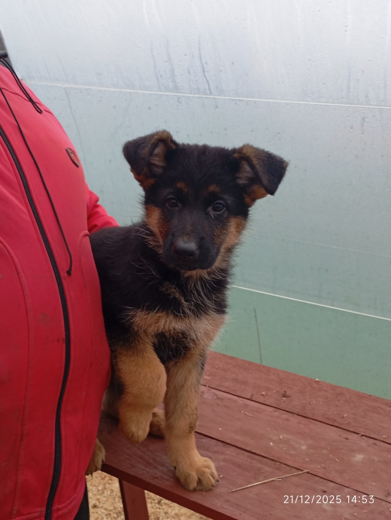 chiots ushuaia reste deux chiots disponible une femelle court et un male poil court
