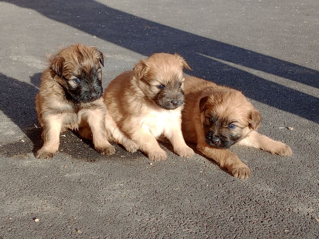 des Malicieux Germéco - les chiots de joucla