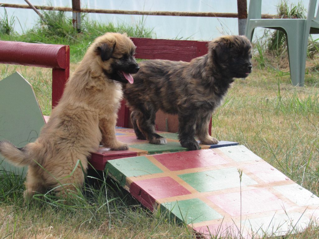 des Malicieux Germéco - creation d'un album chiots joucla et loustaou