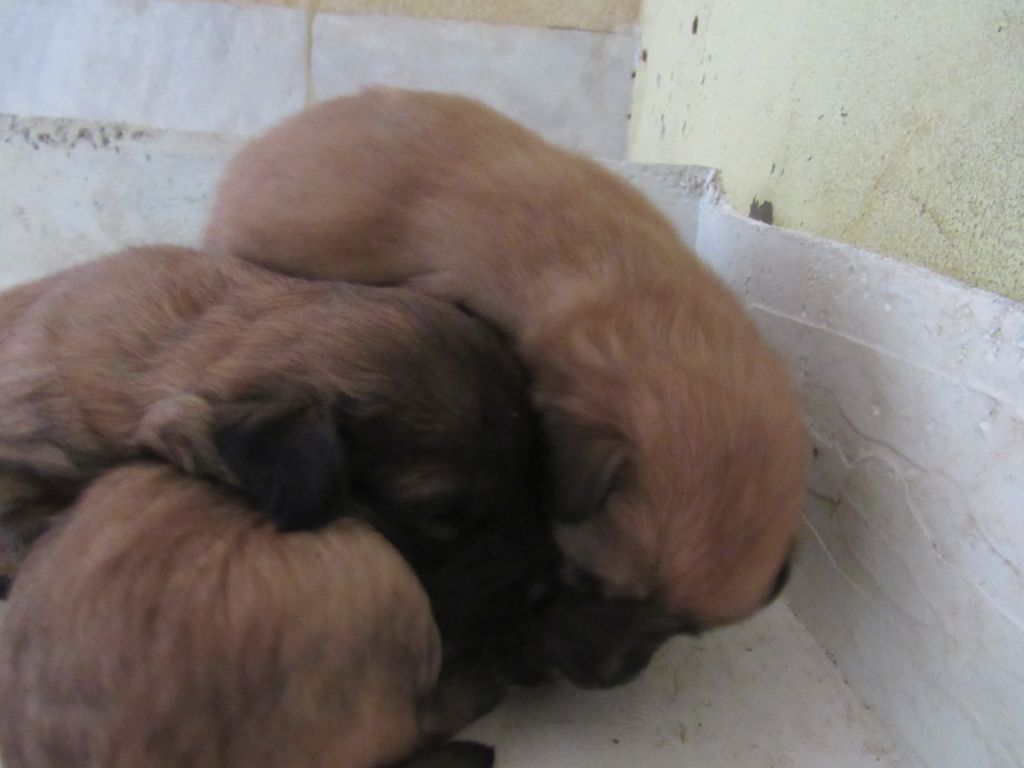 des Malicieux Germéco - les premieres photos des chiots de joucla