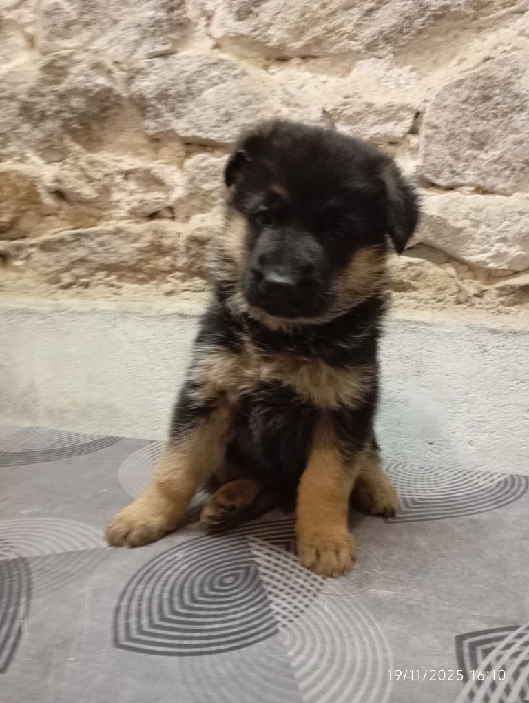des Malicieux Germéco - Chiots disponibles - Berger Allemand