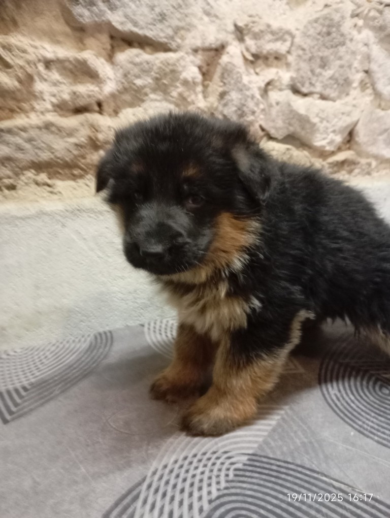 des Malicieux Germéco - Chiots disponibles - Berger Allemand