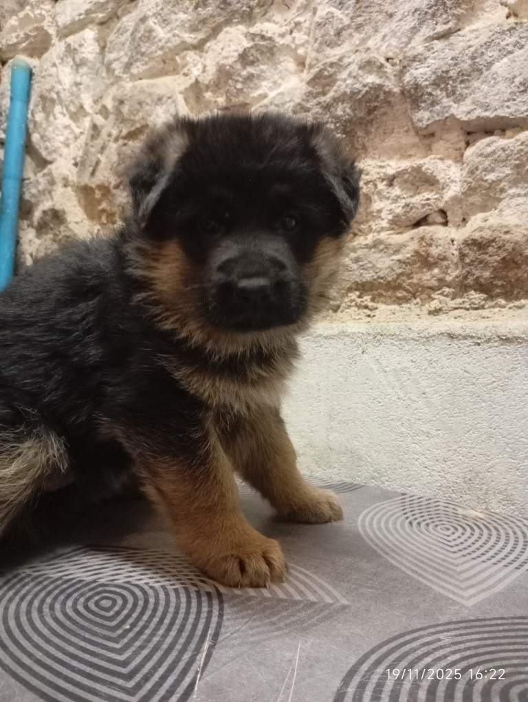 des Malicieux Germéco - Chiots disponibles - Berger Allemand