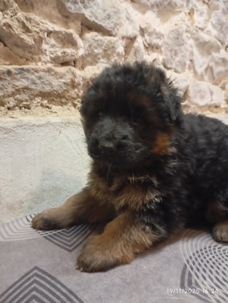 des Malicieux Germéco - Chiots disponibles - Berger Allemand