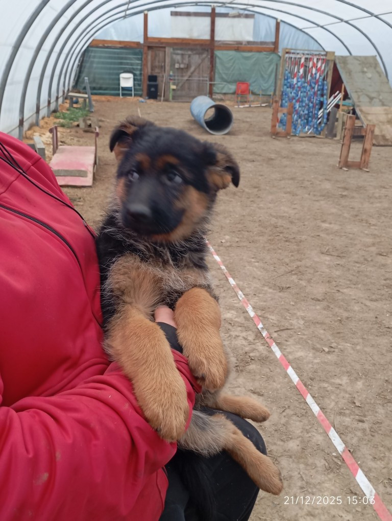des Malicieux Germéco - Chiots disponibles - Berger Allemand