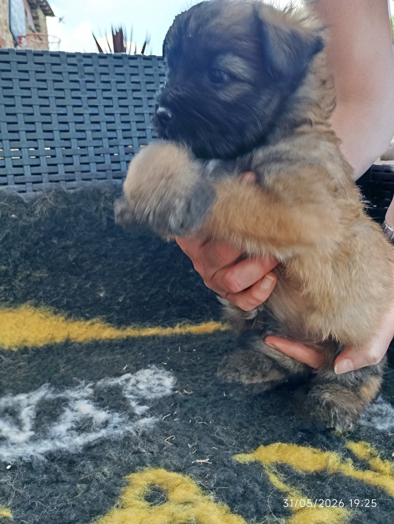 des Malicieux Germéco - Chiots disponibles - Berger des Pyrenees à poil long