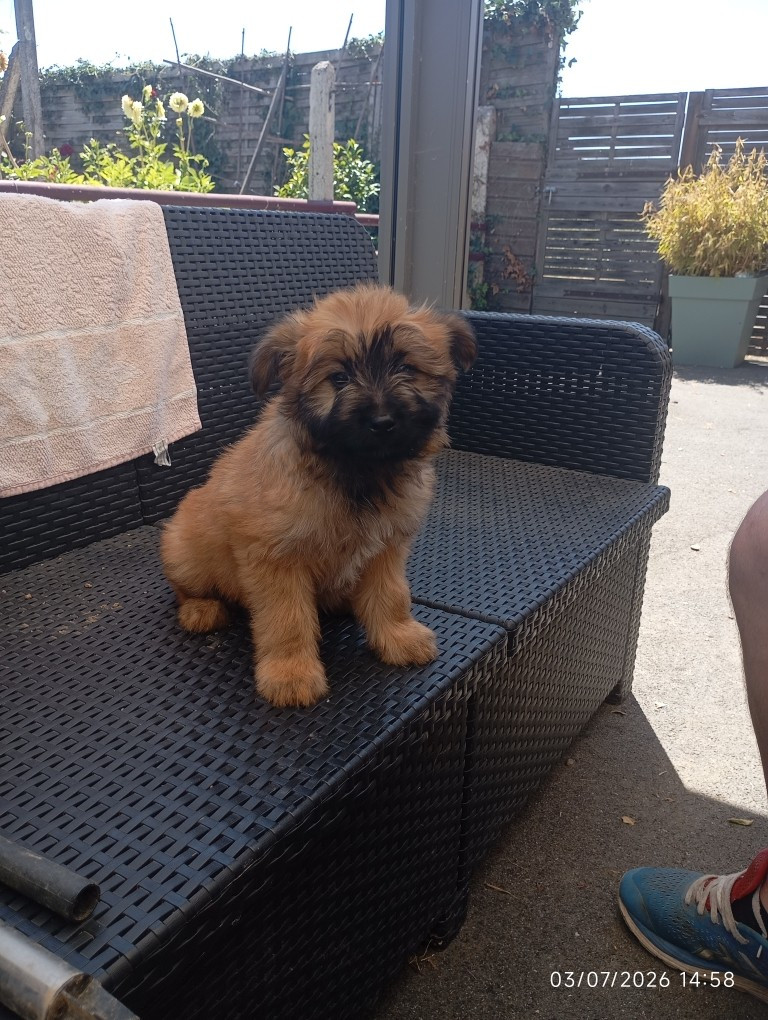 des Malicieux Germéco - Chiots disponibles - Berger des Pyrenees à poil long