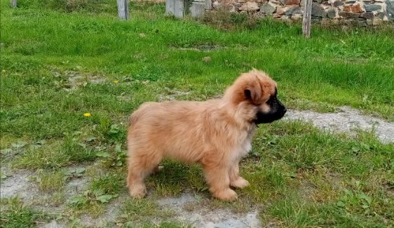 des Malicieux Germéco - Chiots disponibles - Berger des Pyrenees à poil long