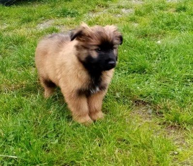 des Malicieux Germéco - Chiots disponibles - Berger des Pyrenees à poil long