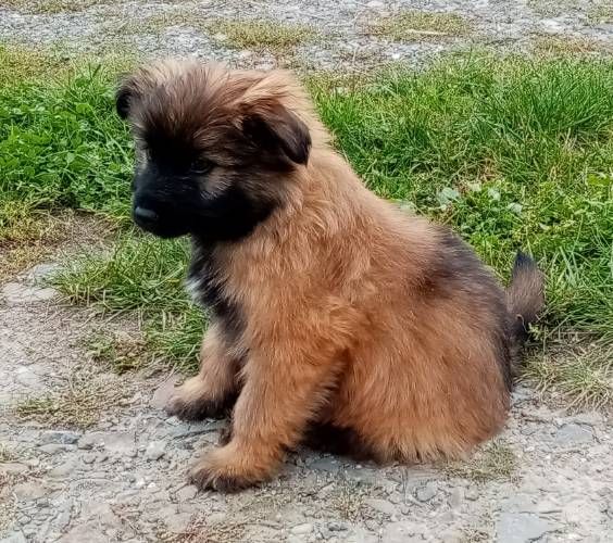 des Malicieux Germéco - Chiots disponibles - Berger des Pyrenees à poil long