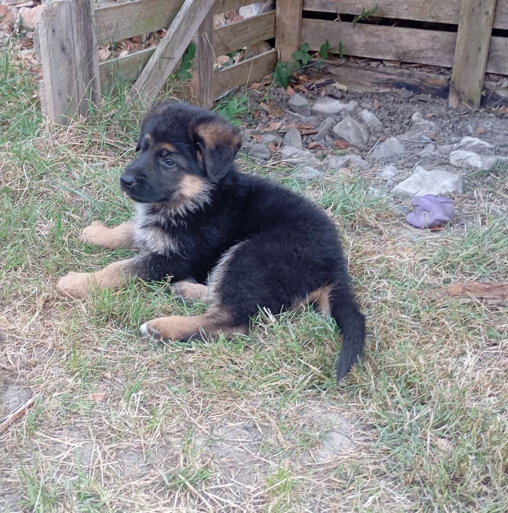 des Malicieux Germéco - Chiots disponibles - Berger Allemand