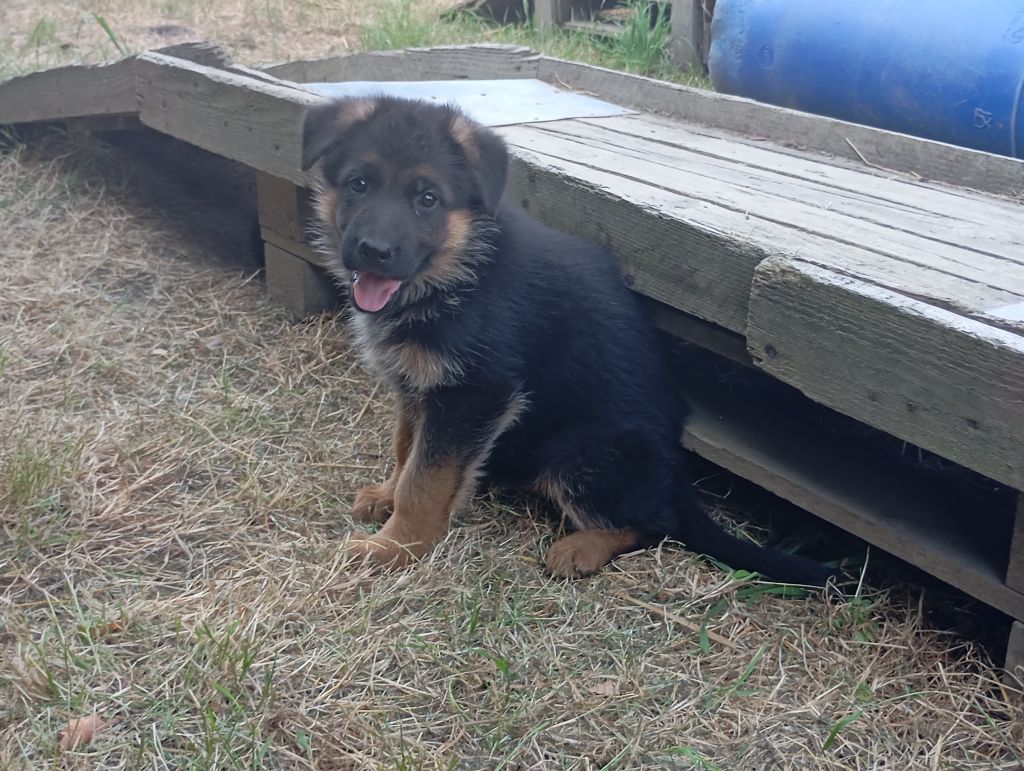 des Malicieux Germéco - Chiots disponibles - Berger Allemand