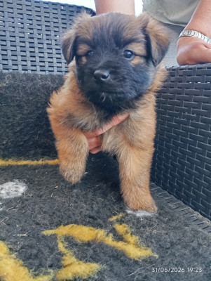 bosco