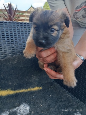 benji