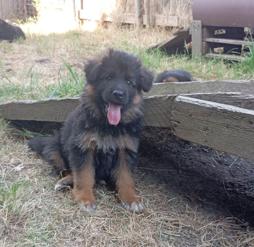 des Malicieux Germéco - Chiots disponibles - Berger Allemand